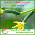 Touchhealthy supply hybrid cucumber seed Thick fresh,Crisp and sweet taste.Good quality